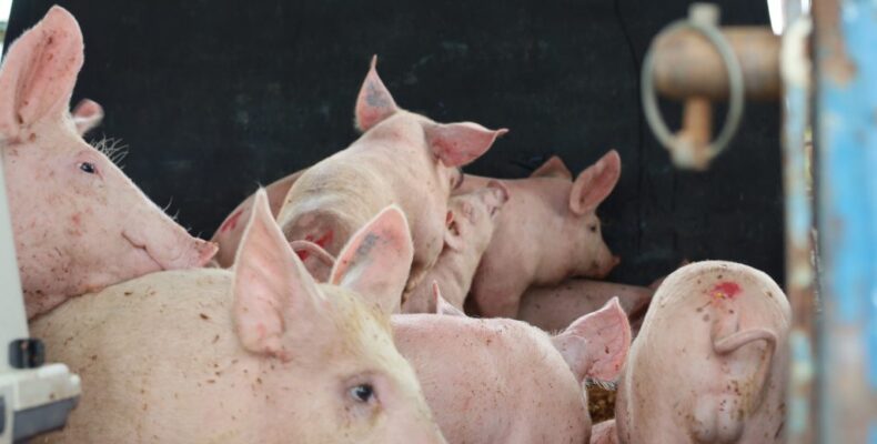 Pork production expected to increase by over 880,000 pounds