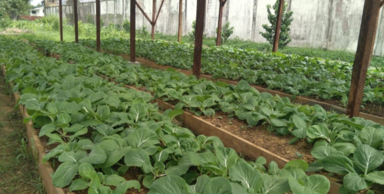 NAREI boosts agriculture in Guyana prisons with focus on climate change