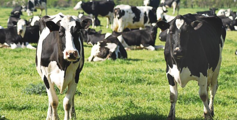 Emirates Future Group eyes investment in red meat, trade of livestock