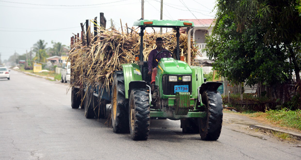 Albion Estate surpasses weekly sugar production target for second time