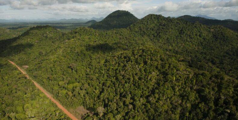 Guyana sacrificing billions to preserve much-needed forests- Pres. Ali talks up environmental commitment