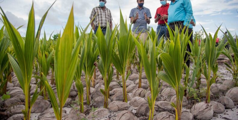 40,000 coconuts sent to US as logistics company eyes more exports from local farmers