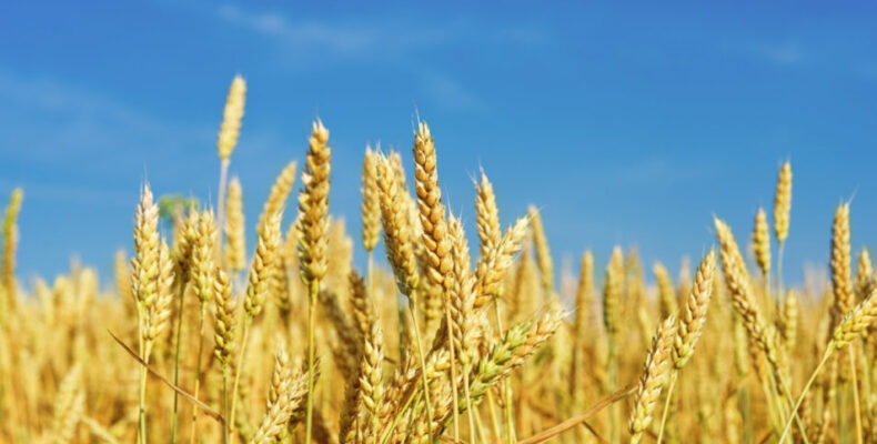 Guyana to test 15 varieties of wheat within weeks