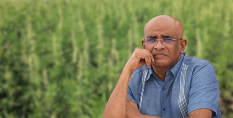 Jagdeo earmarks hemp cultivation for Regions 6 and 10 to assist with unemployment; Legislation to be tabled in May