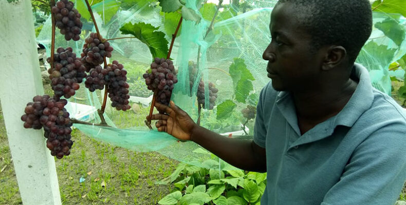 Gillard gets land to expand his vineyard