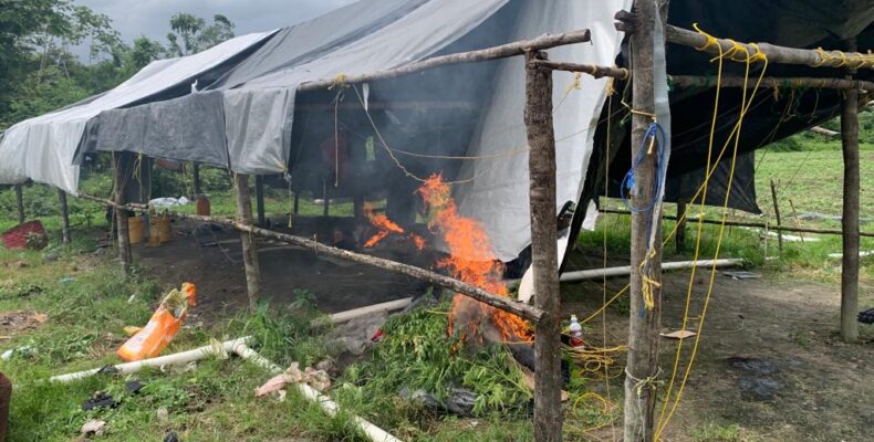 $45M in ganja destroyed by cops in Berbice River