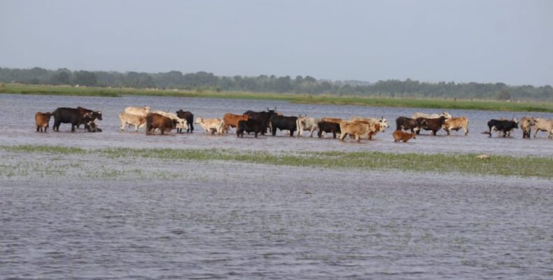Farmers urged to secure crops, livestock during upcoming rainy season
