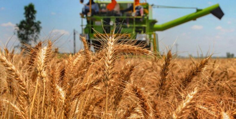 First wheat test a success, open field trial to begin soon