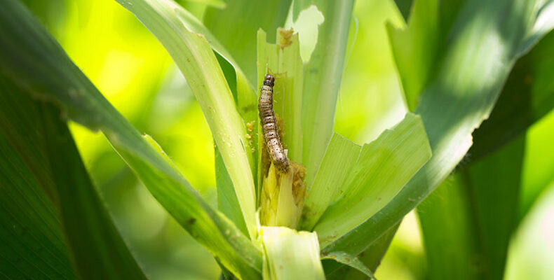War against fall armyworm extended with broader scope