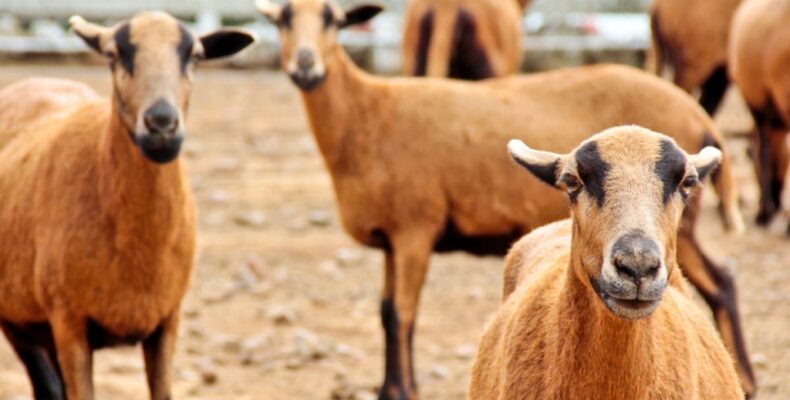 Black Belly Project: Sheep in quarantine, to arrive in a few weeks