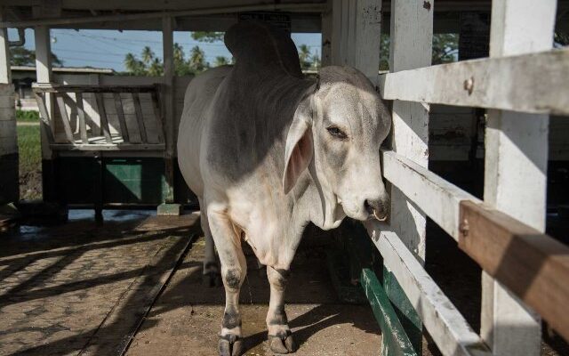 Guyana importing 2,000 cows from Brazil in bid to cut $30M dairy imports