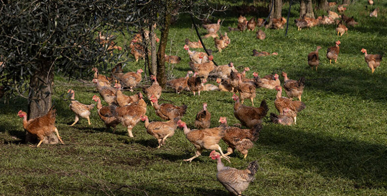 World food commodity prices decrease in April
