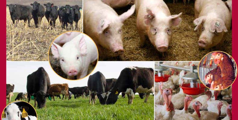 Animal exhibition for Agri Investment Forum