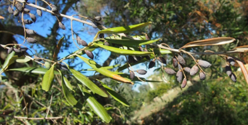 Five ways climate change is intensifying the threats to plant health