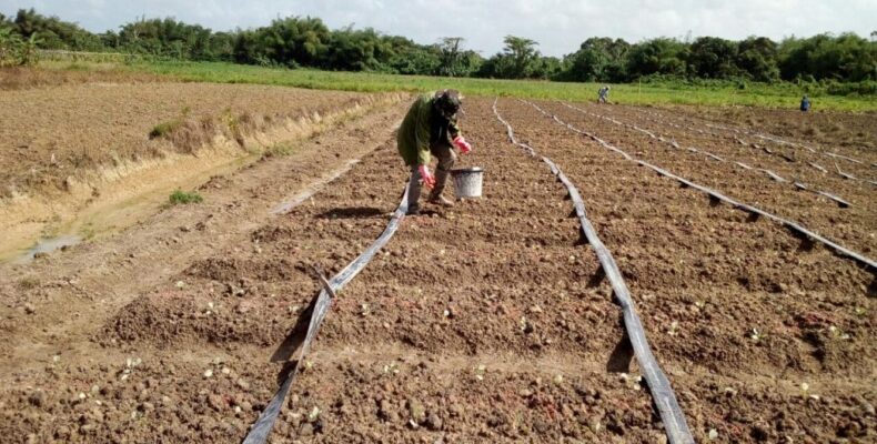 Guyanese farm eyes 200 workers, multi-billion export market