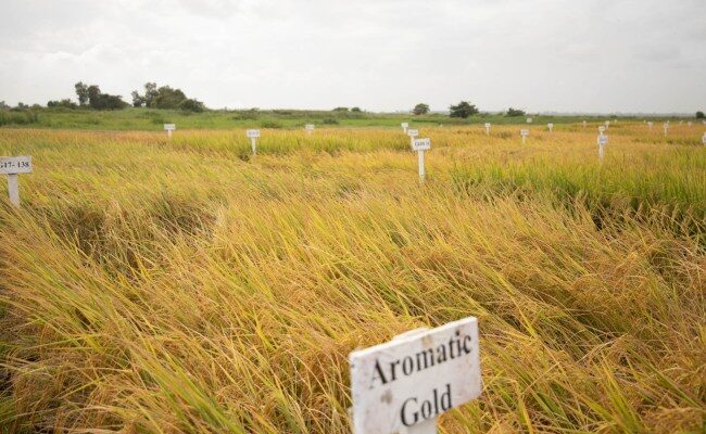 More rice, higher profits promised with FerTech Inc’s specialised fertilisers
