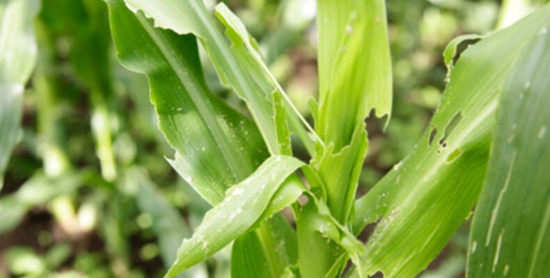 Five ways climate change is intensifying threats to plant health