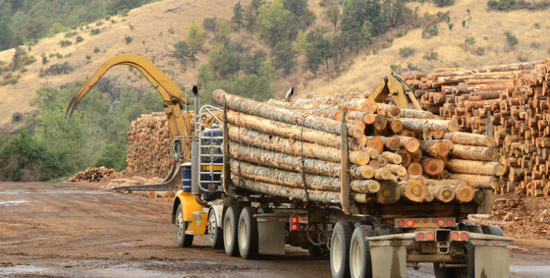 Upgraded roads, consolidated log yard to address challenges in forestry sector