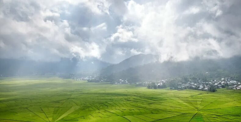 Global food prices are soaring, rice could be next