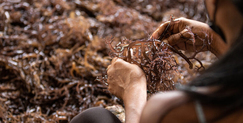 Algae offers Indigenous fishers new prospects in Panama