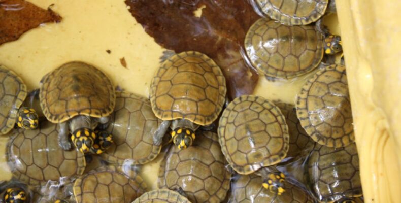 Sand Creek residents tackling depleting turtle species used for cooking