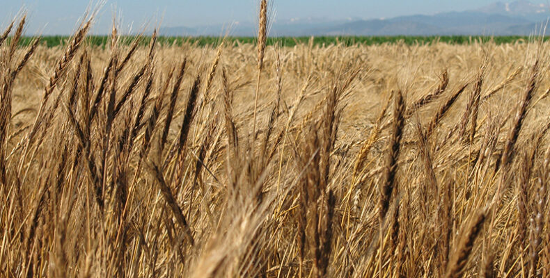 5,000 acres marked for wheat production in Rupununi