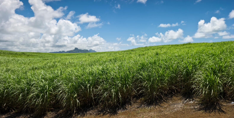 GAWU expresses worry over reported abandoning of canefields by GuySuCo