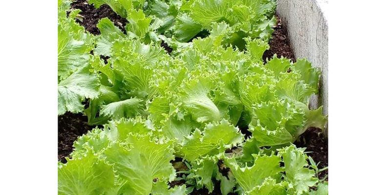 Single mothers reaping produce from Region 10 gardening competition