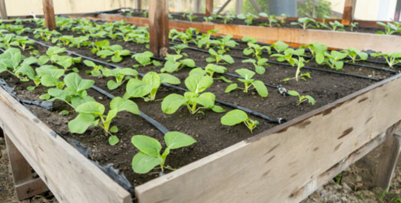 Local shade house initiative expanding in schools