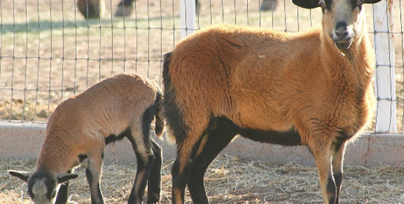 Black Belly sheep from Barbados to begin arriving this week