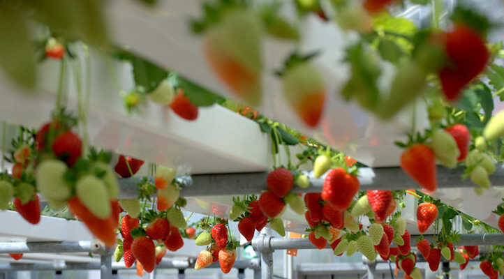 Guyana wants to grow strawberries, other crops when mega hydroponics farm is set up