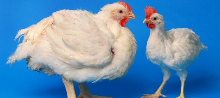 Major genetic improvements being pushed for livestock industry