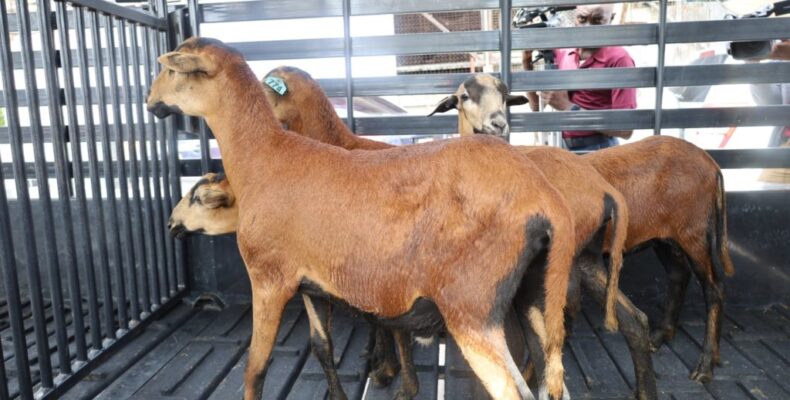 Black belly sheep from Barbados to help reduce Guyana’s food import bill