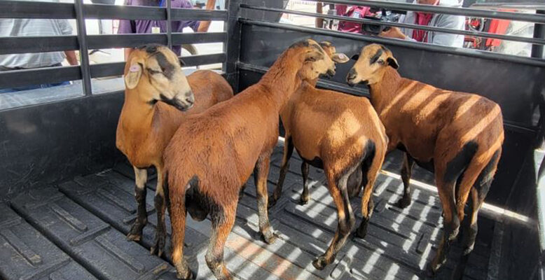 First flock of Black Belly sheep arrive from Barbados