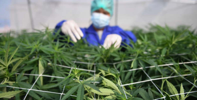 Hemp decriminalised with passage of Bill but jail time remains for illegal cultivation