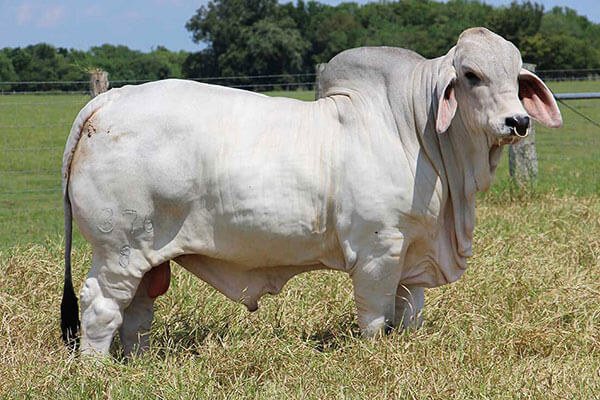 More Brahman cattle for breeding improvement project to arrive in Sept