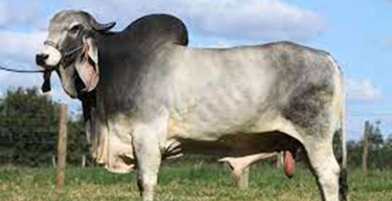 Brahman bulls in Guyana by September month end